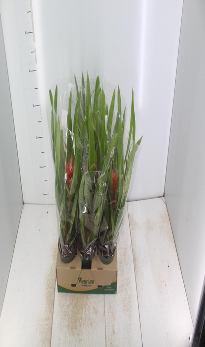 BROMELIA VARIADA P12