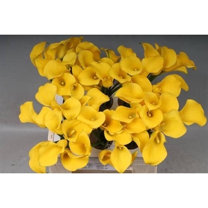 Calla Goldcup