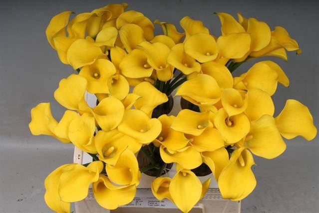 <h4>Calla Goldcup</h4>
