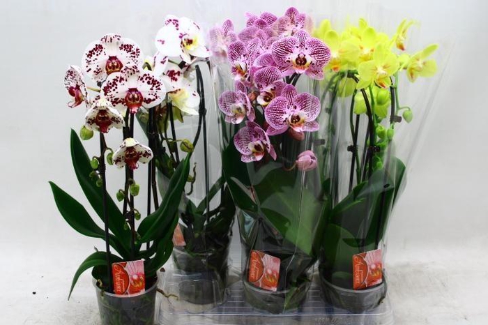 <h4>PHAL EL CASCADE</h4>