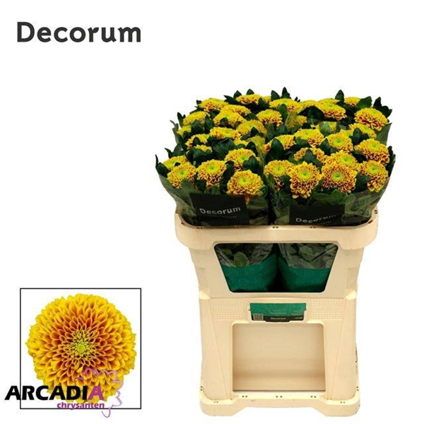 <h4>CHR G TROPICANA</h4>