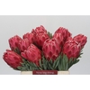 Protea Venus