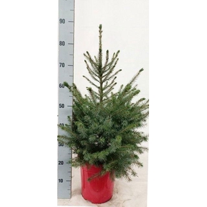 PICEA OMORIKA
