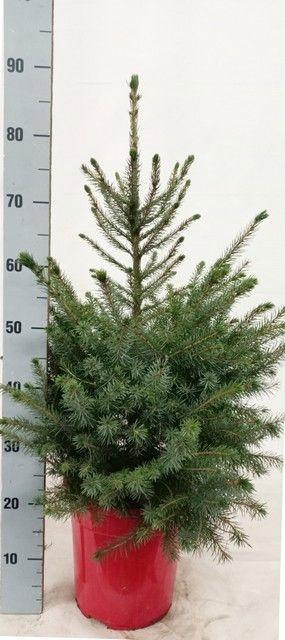 <h4>PICEA OMORIKA</h4>