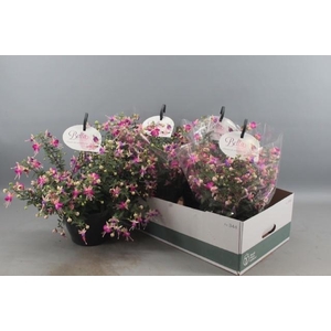 FUCHSIA B F HANG GEM
