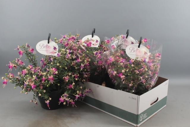 <h4>FUCHSIA B F HANG GEM</h4>
