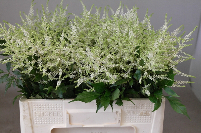 <h4>Astilbe Washington</h4>