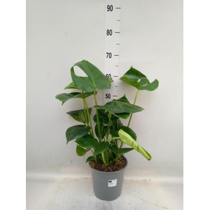 Monstera delic.