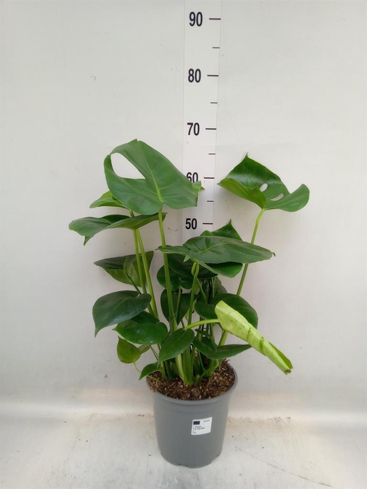 <h4>Monstera delic.</h4>