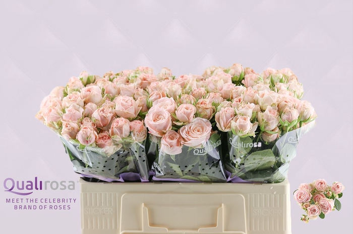 <h4>R Tr Bombastic</h4>