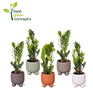 ZAMIO ZAMIIFOLIA