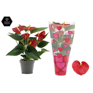 Anthurium 9 cm Diamond Red in heart sleeve Lilly