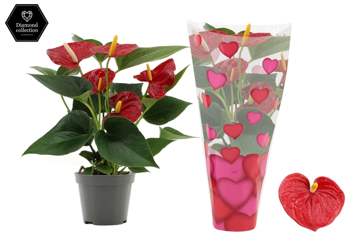 <h4>Anthurium 9 cm Diamond Red in heart sleeve Lilly</h4>