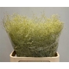 Limonium Beltlaard Klb Creme