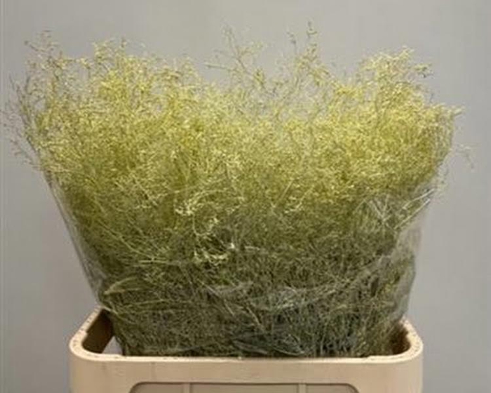 Limonium Beltlaard Klb Creme