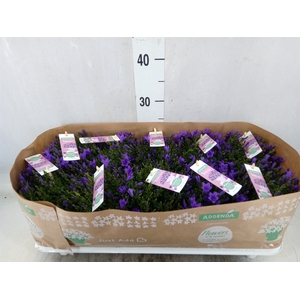 Campanula porten. 'Ambella In Prpl'