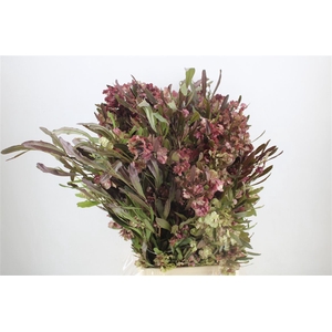 Dodonaea Viscosa P Bunch