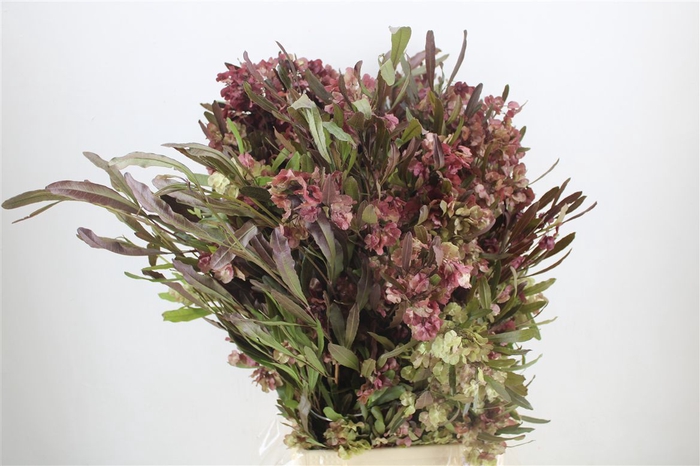 <h4>Dodonaea Viscosa P Bunch</h4>