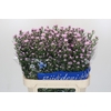 Aster Claudia