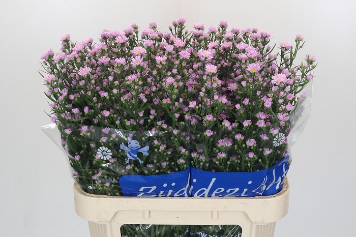 <h4>Aster Claudia</h4>