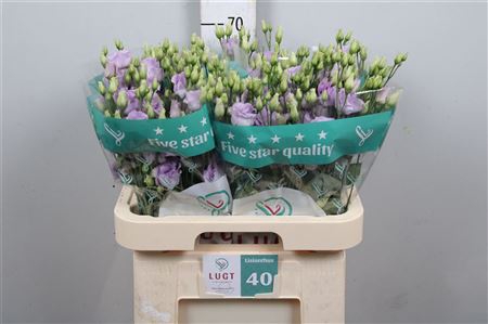 <h4>Eus G Lisanne Lavender</h4>