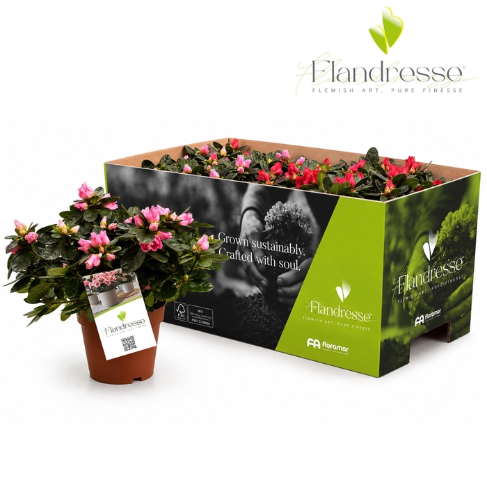 <h4>Azalea Flandresse® 'Exotic Fire' 22 - 25 cm</h4>