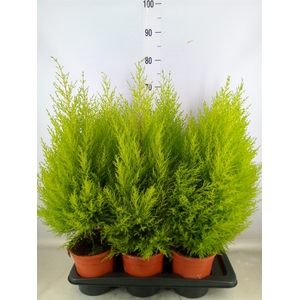 Cupressus macro. 'Goldcrest Wilma'