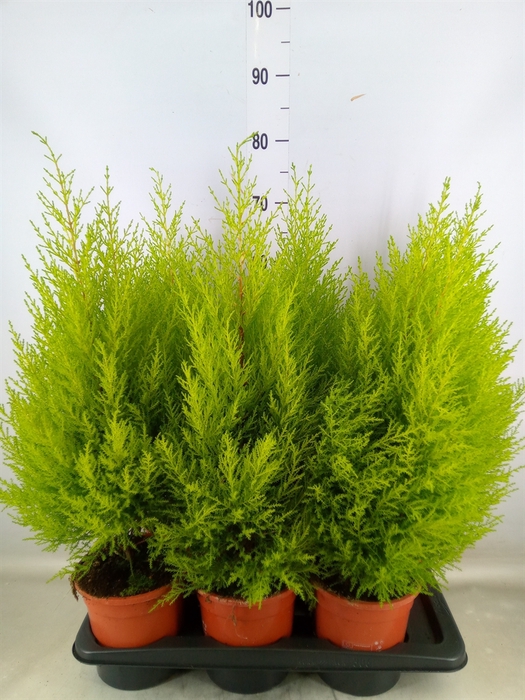 <h4>Cupressus macro. 'Goldcrest Wilma'</h4>