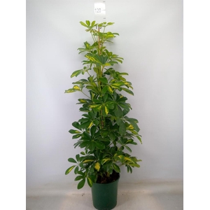 Schefflera arbor. 'Dalton'