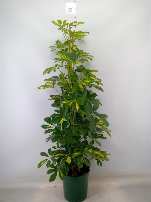 <h4>Schefflera arbor. 'Dalton'</h4>