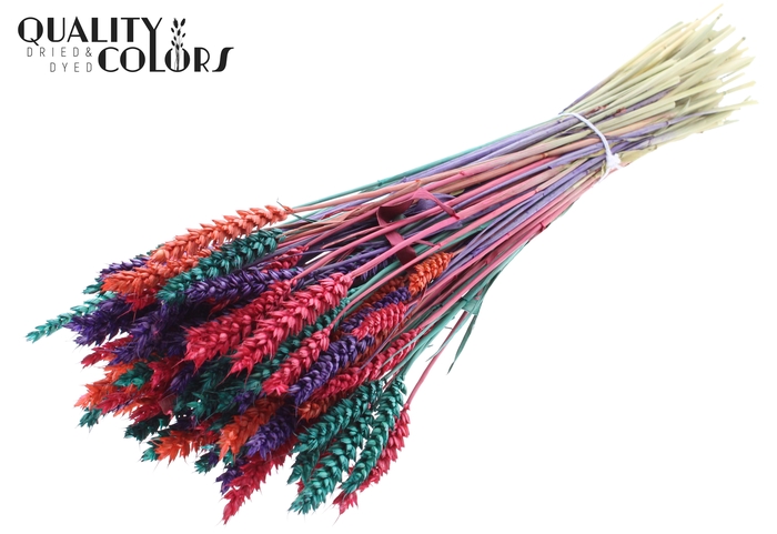 <h4>Triticum per bunch Colourful 4</h4>