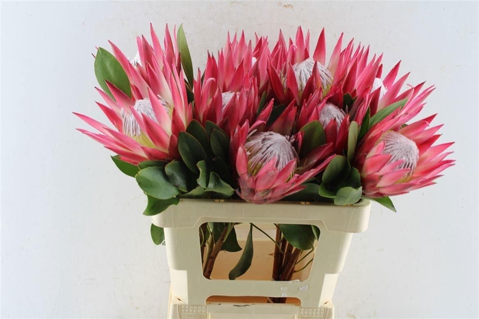 <h4>PROTEA CY MADIBA</h4>