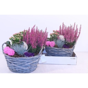 Arr Tuinplanten grijze mand