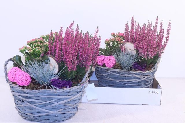 <h4>Arr Tuinplanten grijze mand</h4>