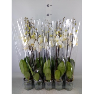 Phalaenopsis   ...