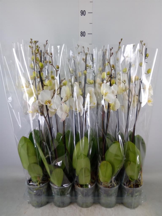 <h4>Phalaenopsis   ...</h4>