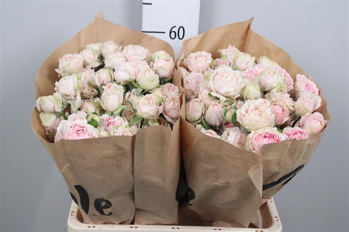 <h4>R Tr Candy Flow</h4>