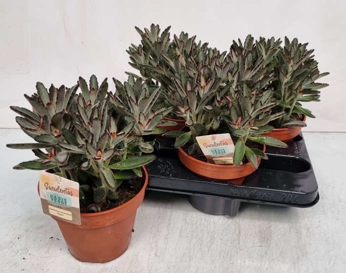 <h4>KALANCHOE TOMENTOSA</h4>