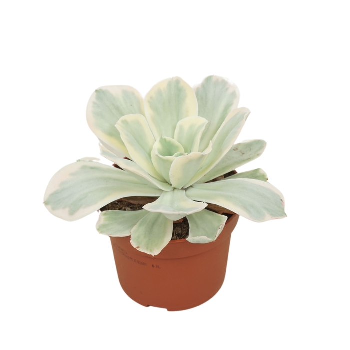 <h4>Echeveria</h4>