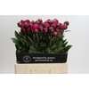 Paeonia Kansas