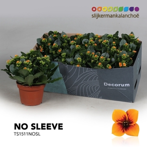 Kalanchoe No Sleeve - Tiger Orange Single