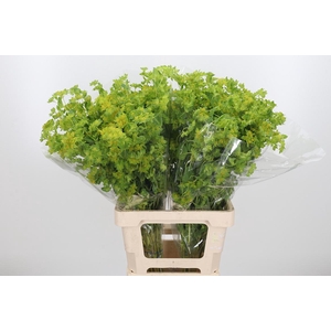 Bupleurum Griffithii