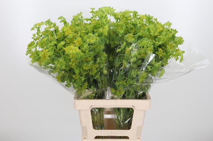 <h4>Bupleurum Griffithii</h4>