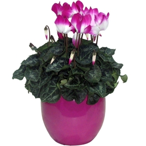 Cyclamen Fusion paars in Lisa keramiek