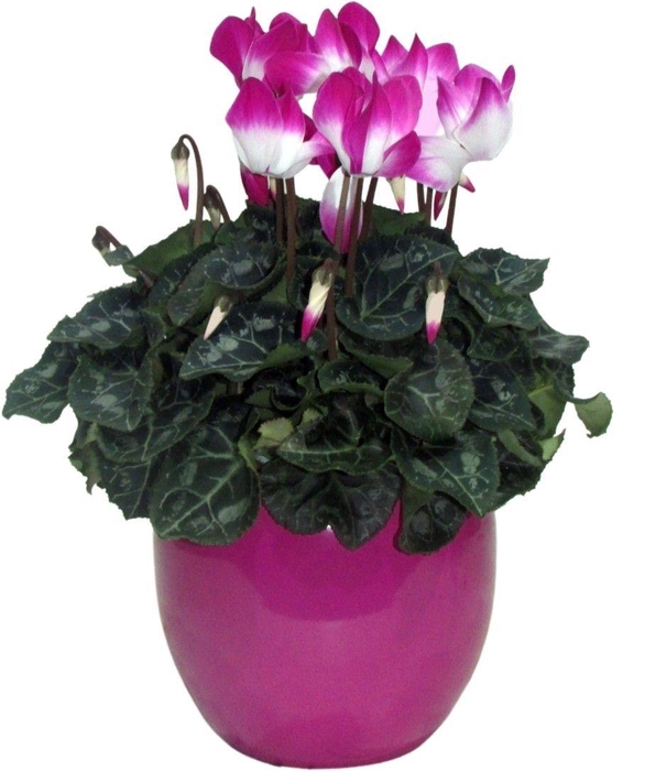 <h4>Cyclamen Fusion paars in Lisa keramiek</h4>