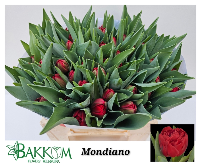 <h4>TU DU MONDIANO</h4>