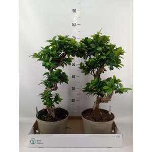 Ficus microcarpa 'Ginseng'
