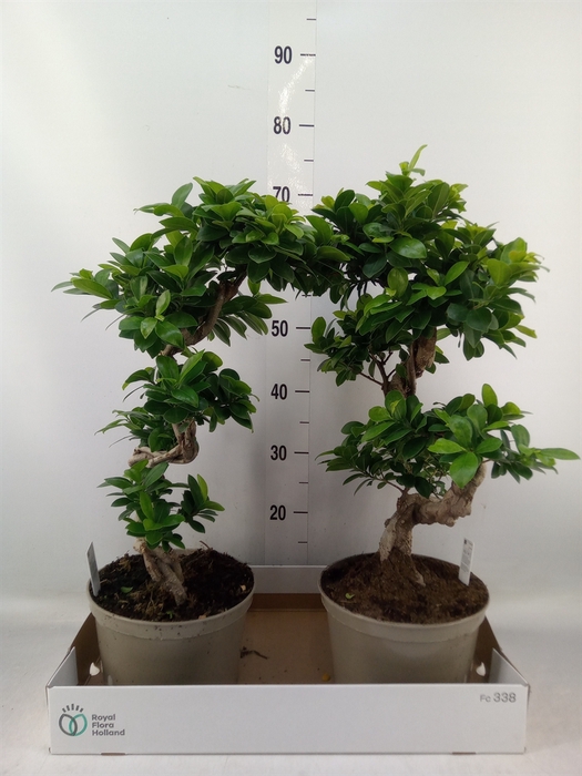 <h4>Ficus microcarpa 'Ginseng'</h4>