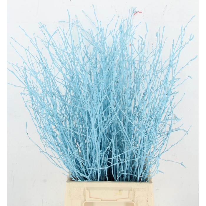 <h4>Betula Bs Klb H%</h4>