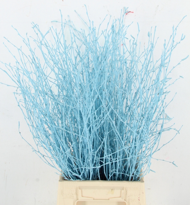 <h4>BETULA BS KLB H%</h4>